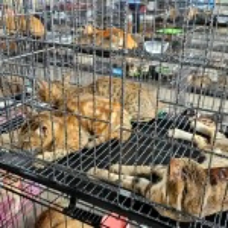 Over 400 cats saved from meat trade in Vietnam police raid