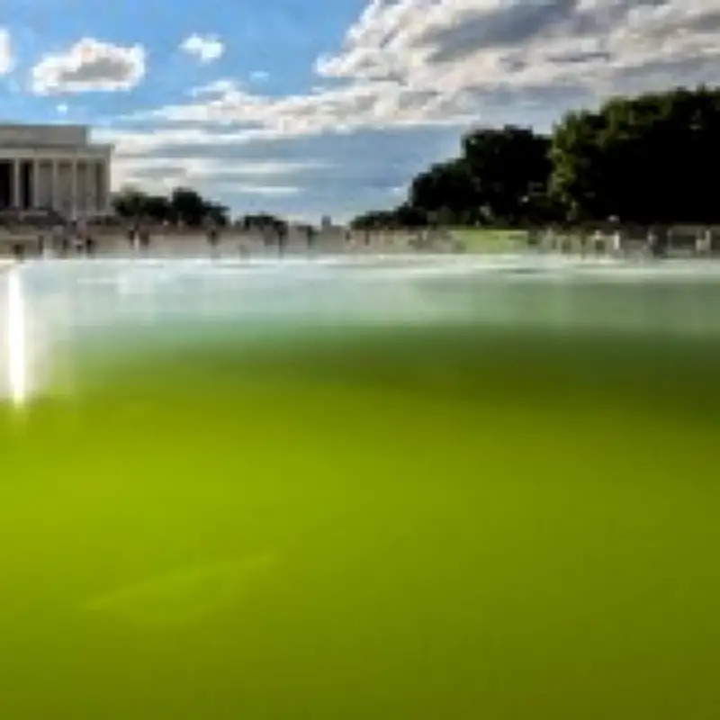 Paint Peels on Trump's $14.7M Reflecting Pool After Algae Bloom