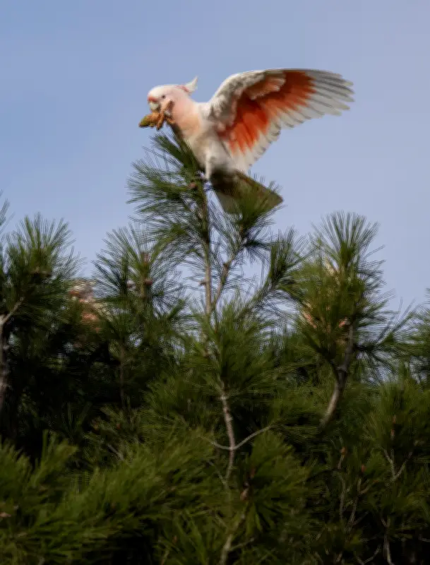 Pink Cockatoos Face Survival Threat After Back-to-Back Bushfires
