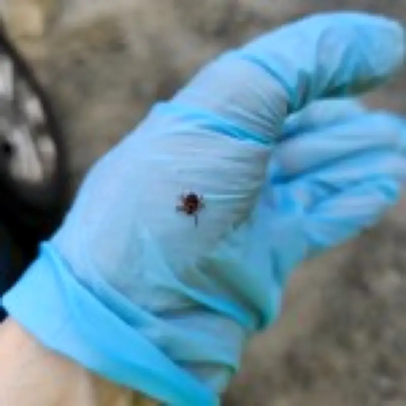 Rare deadly tick-borne Powassan virus spreads in US, cases at historic high