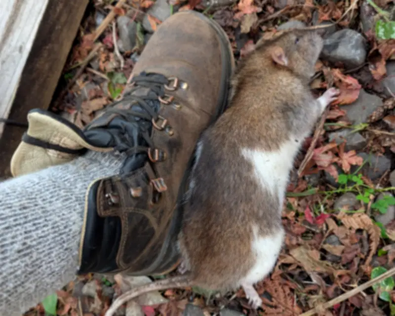 Rat sighting in New Zealand triggers urgent 'ghostbusters' response