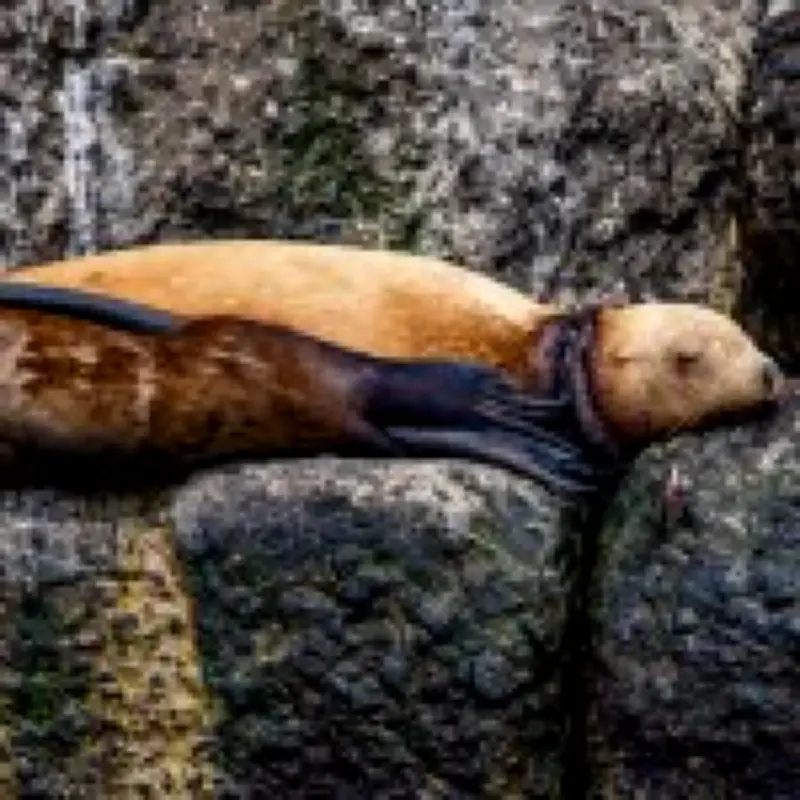 Sea lion rescued from plastic ring cutting into its neck in dramatic operation
