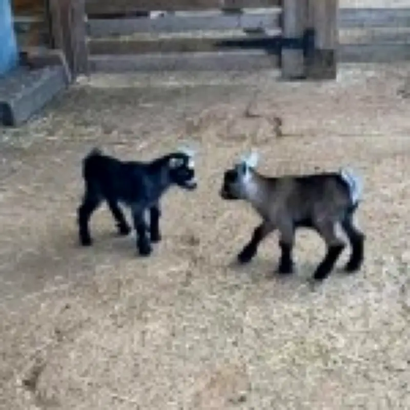 Seven baby goats stolen from petting zoo during thunderstorm in Kent