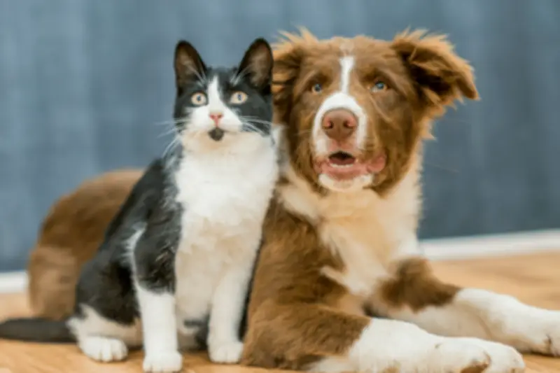 Summer Holiday Tips for Pet Owners: Furbo Camera Guide