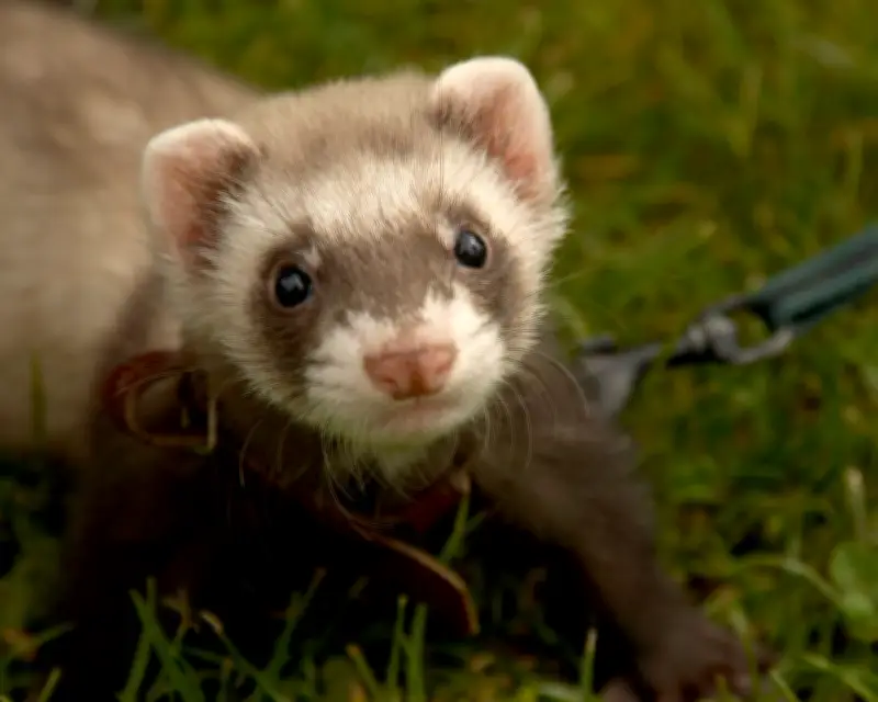 Therapy ferrets used to kill rats at UK's largest children's prison spark welfare concerns