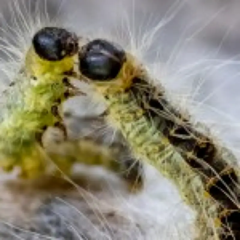 Toxic Caterpillars Wreak Havoc in Berlin, Triggering Health Crisis