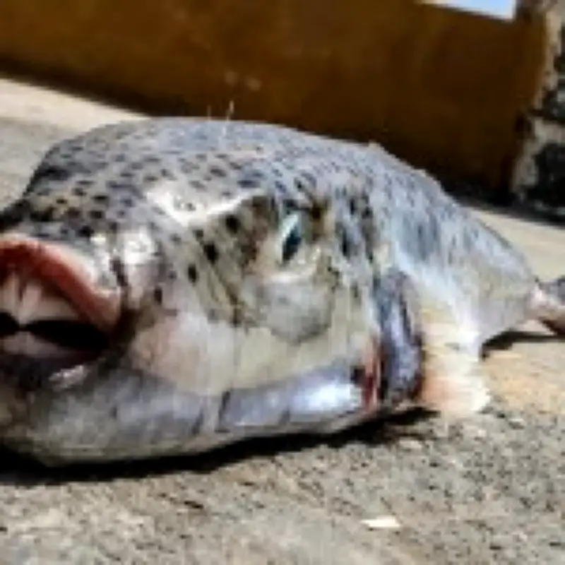 Toxic Toadfish Invade Greece During Peak Tourist Season