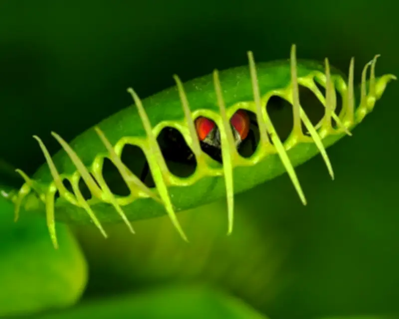 Venus Flytrap's Rapid Snap Explained by Cell Softening Mechanism