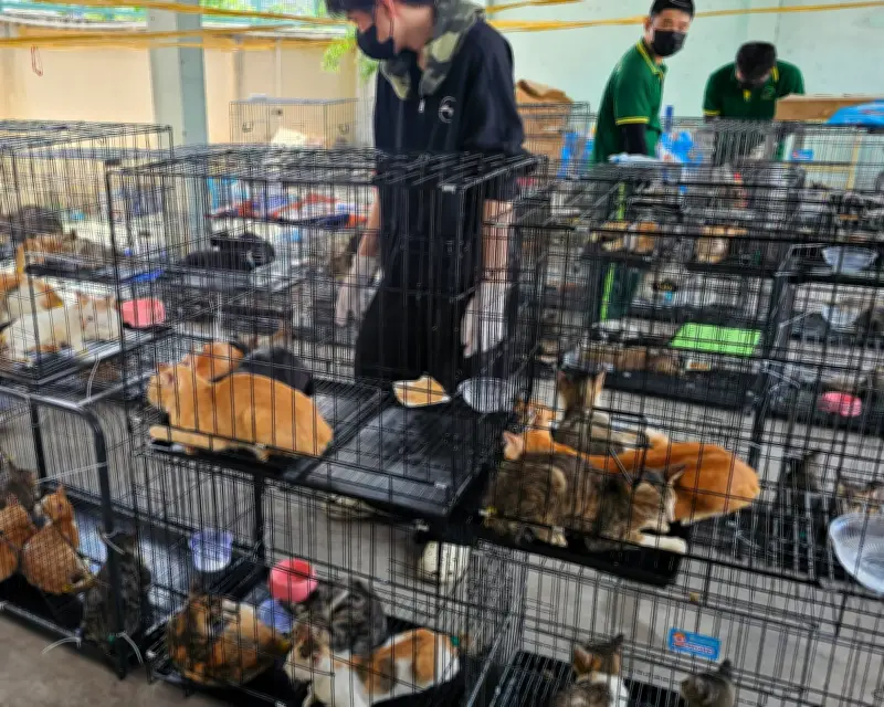 Vietnam police rescue 400 cats stolen for meat in major crime ring bust