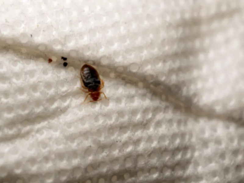 West London man slept in kitchen for 2 years due to bed bugs; council reforms