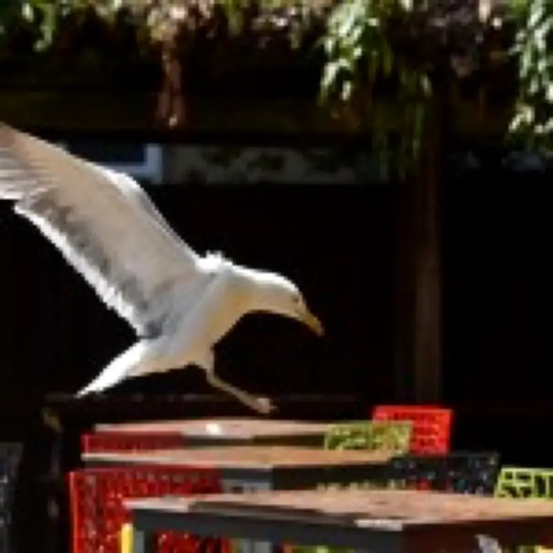 Wetherspoons stops refunds for food stolen by seagulls at Norwich pub