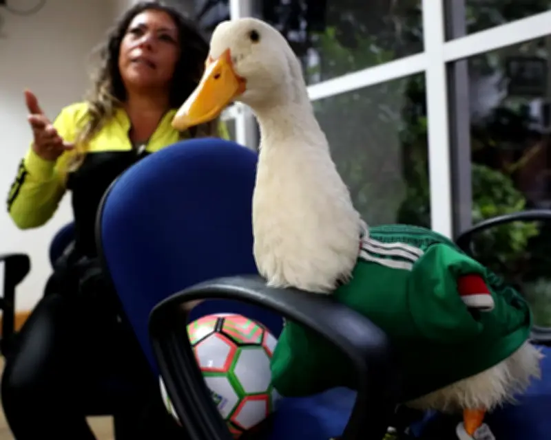 World Cup hero Merlín the duck barred from Mexico game due to Fifa animal ban