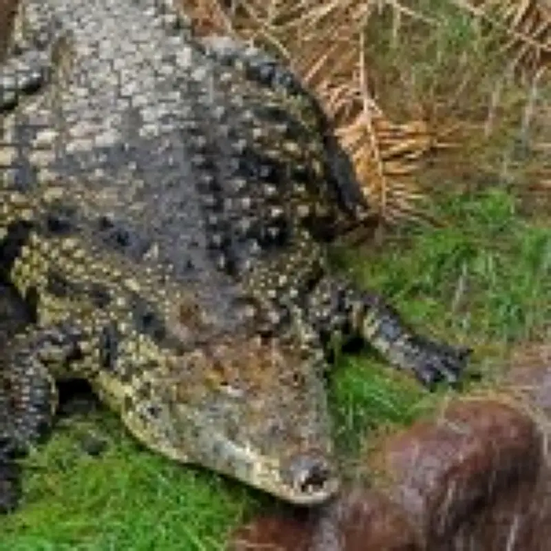 Zoo where boy was thrown into crocodile pit reopens after nine days