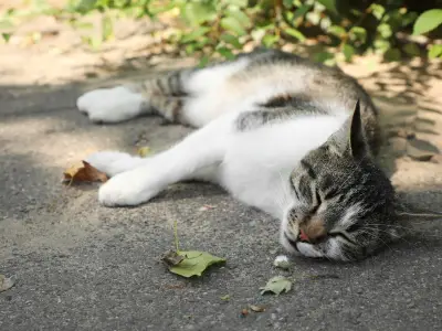 11 signs your cat is suffering heatstroke and how to treat it