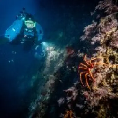 Antarctic Sea Squirt Could Hold Key to Curing Melanoma Skin Cancer