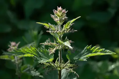 Country Diary: Stinging Nettles – Love Them or Hate Them?