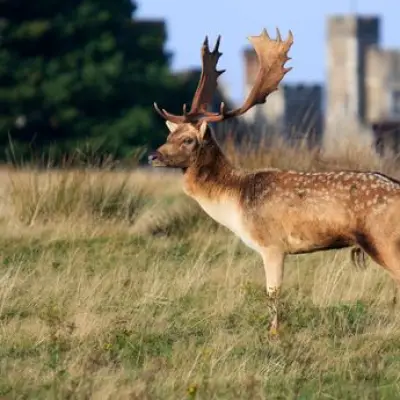 Free deer park near London: Knole Park in Sevenoaks with 350 deer