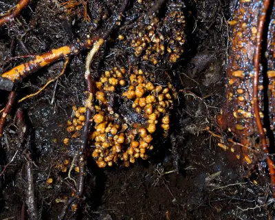 Global Fungi Network Stretches 110 Quadrillion Km, Study Finds