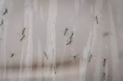 Google Seeks US Approval to Release 32 Million Sterile Mosquitoes