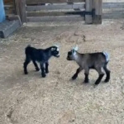 Seven baby goats stolen from petting zoo during thunderstorm in Kent