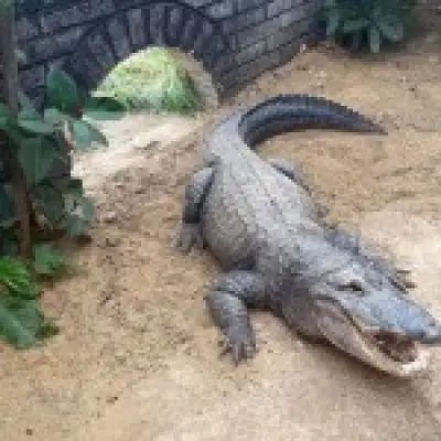 Suspect's carers on phones when boy thrown into crocodile pit
