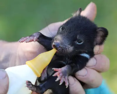 Tasmanian devils steal shoes and laundry but I adore them