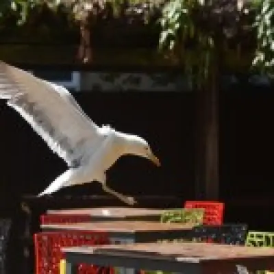 Wetherspoons stops refunds for food stolen by seagulls at Norwich pub