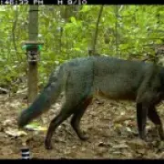 Amazon 'ghost dogs' more abundant than thought, new footage reveals