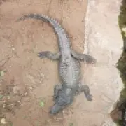 Boy thrown into crocodile pit no longer critical, police say