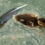 Dead duckling found in Trump's 'improved' reflecting pool after renovation