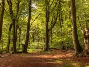 Epping Forest: Ancient Woodland Perfect for a Cooling Summer Walk