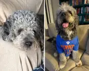 LAPD releases footage of officers shooting and killing woman's dog Jameson