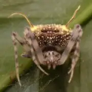 New spider species mimics parasitic fungus in Amazon discovery