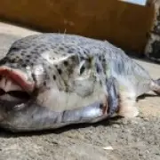 Toxic Toadfish Invade Greece During Peak Tourist Season