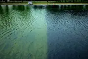 Trump admin compares algae battle in reflecting pool to Iran war