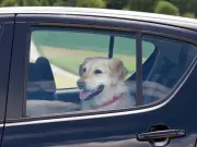 UK lawyer explains rules on smashing car window to rescue dog in heatwave