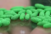 US Screwworm Cases Rise as Outbreak Spreads Beyond Initial Zones