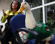 World Cup hero Merlín the duck barred from Mexico game due to Fifa animal ban