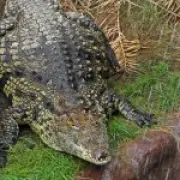 Zoo where boy was thrown into crocodile pit reopens after nine days