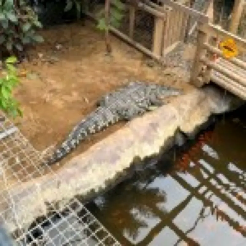 Boy thrown into crocodile pit faces more surgeries, parents living at hospital