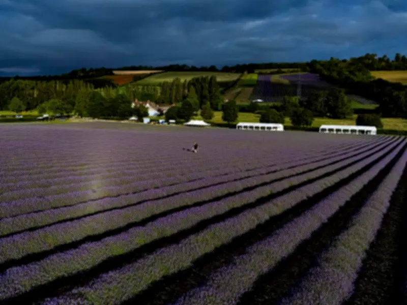 Castle Farm: Lavender paradise 1 hour from London with stunning July views
