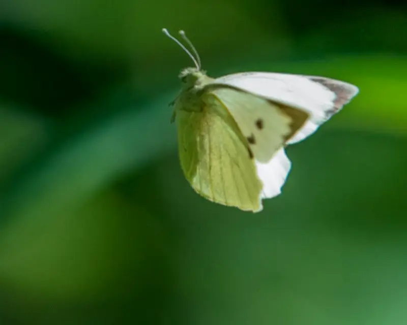 Country diary: Butterflies at the tennis? Now that’s what I call a winner
