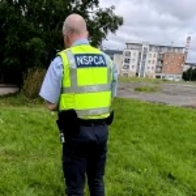 Dog found burned with pole through body on Ballymun estate, NSPCA says