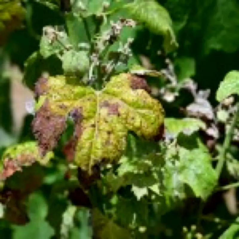 Heatwaves ruin French vineyards while English wine enjoys golden age