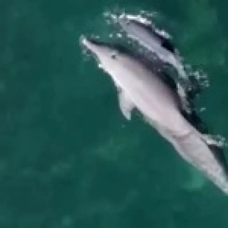 Hyatt Ziva Cancún faces backlash for keeping dolphins in shallow former pool