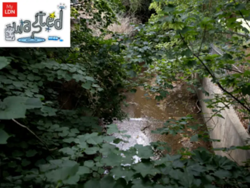 Pollution in Beckenham river kills dozens of fish and critically endangered eels