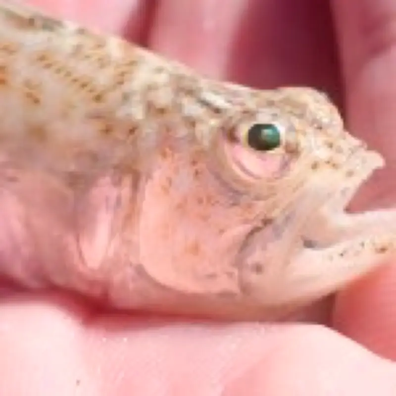 Venomous weever fish with 'excruciating' sting warning for UK beachgoers during heatwave