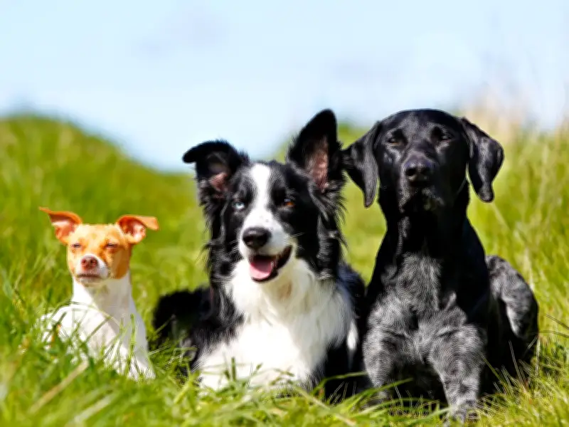 Vet warns Cockapoo owners of obesity and hip dysplasia risks