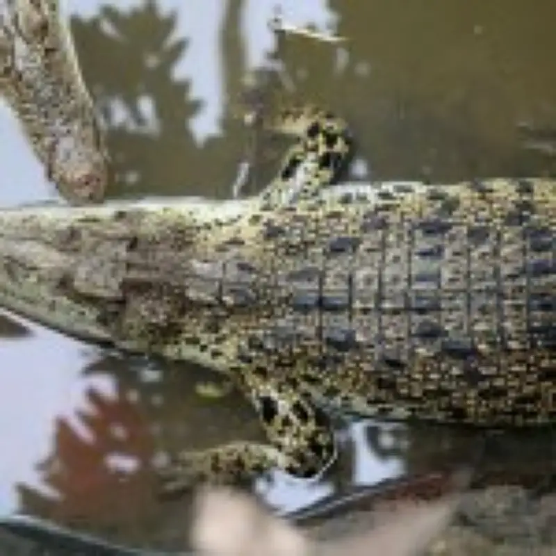Zoo Owners Recount Saving Boy, 3, from Crocodile Attack
