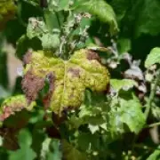 Heatwaves ruin French vineyards while English wine enjoys golden age